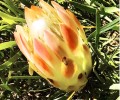 Protea Pink Repense